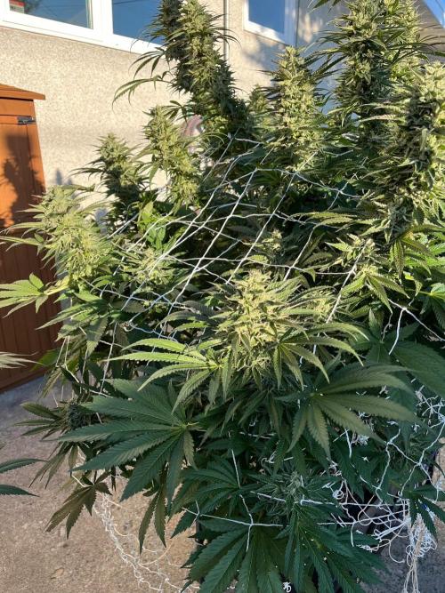 26 Amnesia Haze Fast. Week 20 - Sep 18 Day 140