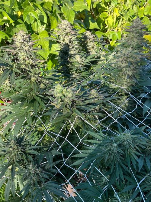 26 The Godfather. Week 20 - Sep 18 Day 140