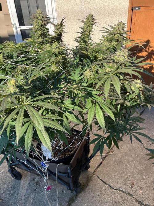 26 The Godfather. Week 20 - Sep 18 Day 140