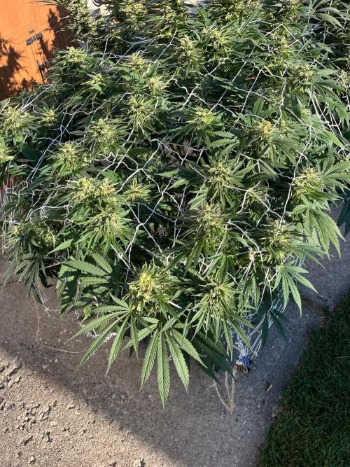 26 Gorilla Cookies Fast. Week 20 - Sep 18 Day 140