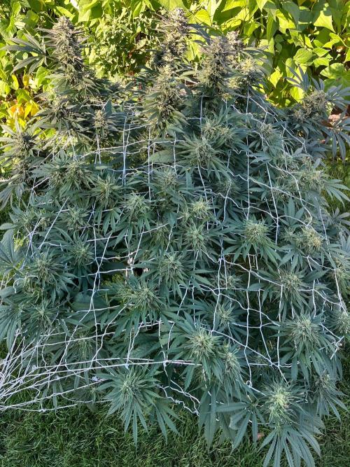 26 Gorilla Cookies Fast. Week 20 - Sep 18 Day 140
