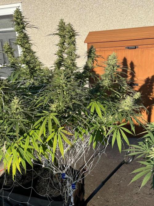 26 Purple Ghost Candy. Week 21 - Sep 19 Day 141