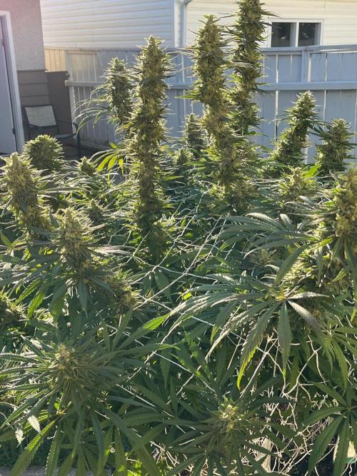 26 Purple Ghost Candy. Week 21 - Sep 19 Day 141