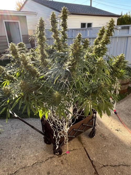 26 Purple Ghost Candy. Week 21 - Sep 19 Day 141