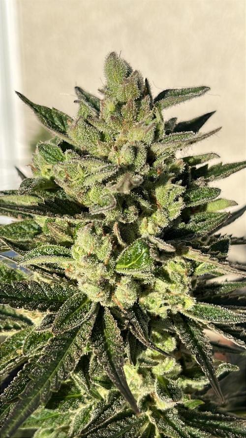26 Purple Ghost Candy. Week 21 - Sep 19 Day 141