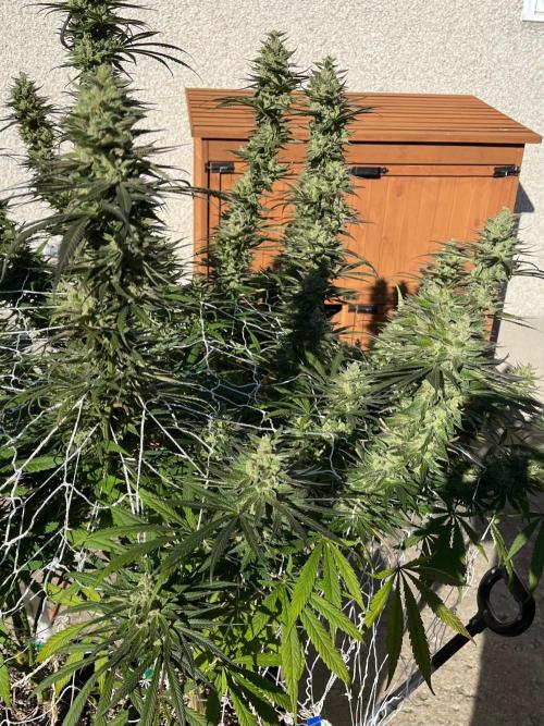 26 Purple Ghost Candy. Week 21 - Sep 19 Day 141