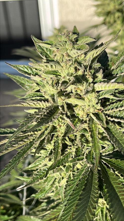 26 Amnesia Haze Fast. Week 21 - Sep 19 Day 141