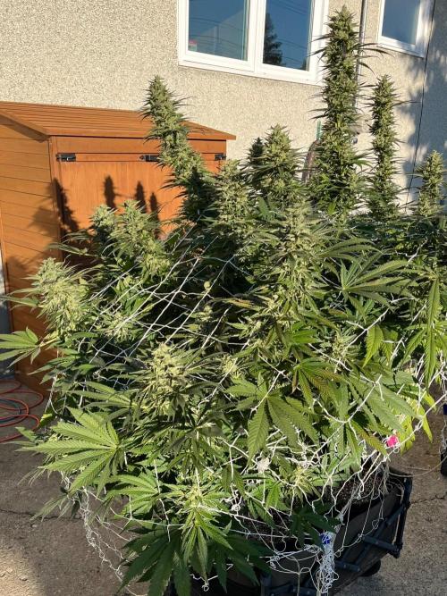 26 Amnesia Haze Fast. Week 21 - Sep 19 Day 141