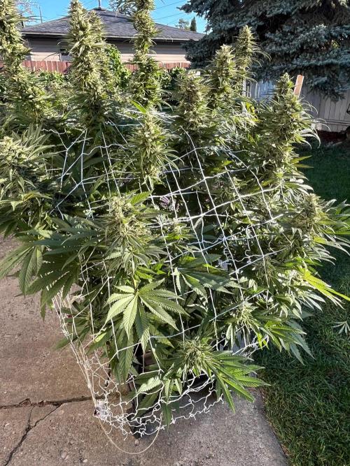 26 Amnesia Haze Fast. Week 21 - Sep 19 Day 141