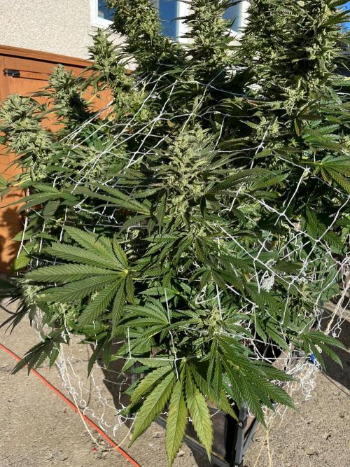 26 Amnesia Haze Fast. Week 21 - Sep 19 Day 141