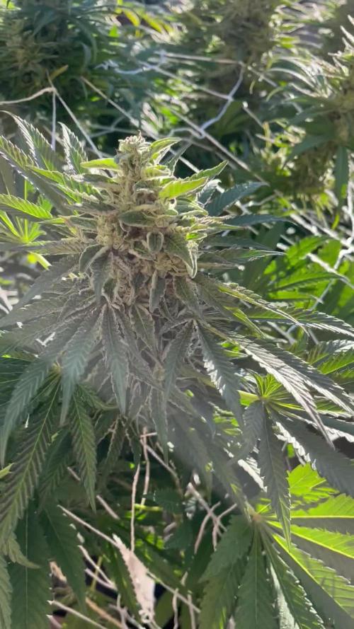 26 Amnesia Haze Fast