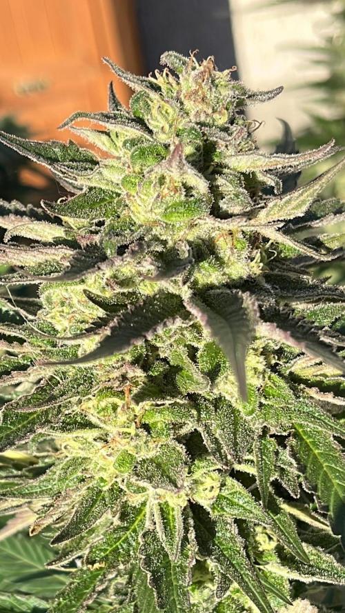 26 The Godfather. Week 21 - Sep 19 Day 141
