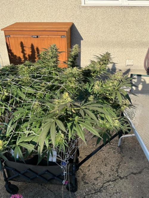 26 The Godfather. Week 21 - Sep 19 Day 141