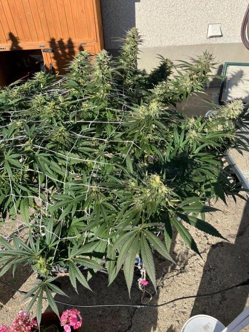 Godfather OG. Week 21
