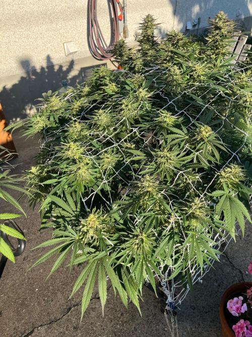 26 Gorilla Cookies Fast. Week 21 - Sep 19 Day 141