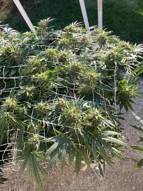 26 Gorilla Cookies Fast. Week 21 - Sep 19 Day 141