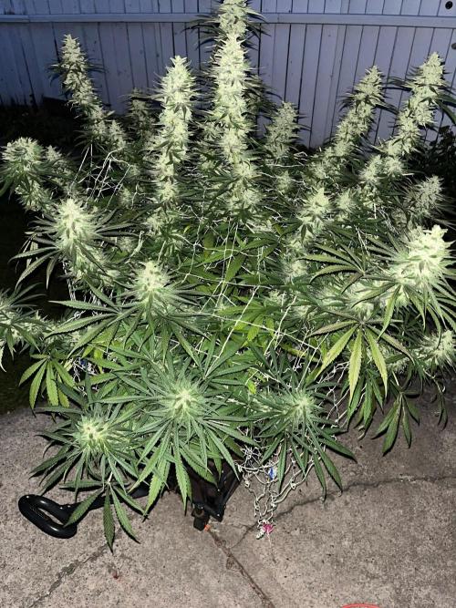 26 Purple Ghost Candy. Week 21 - Sep 19 Day 141