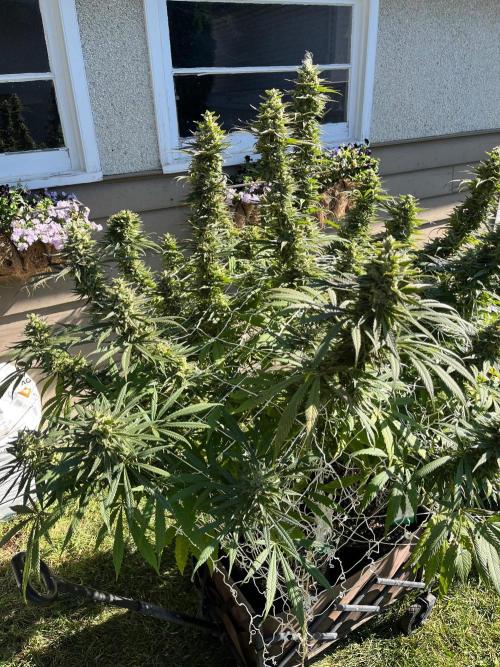 Purple Ghost Candy. Week 21