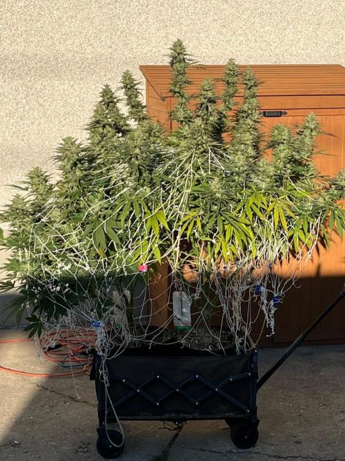 26 Amnesia Haze Fast. Week 21 - Sep 20 Day 142 on left with PGC