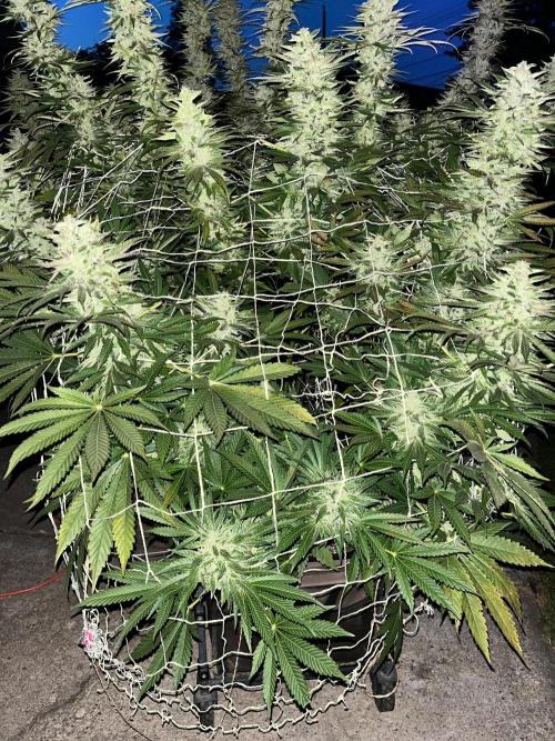 26 Amnesia Haze Fast. Week 21 - Sep 19 Day 141
