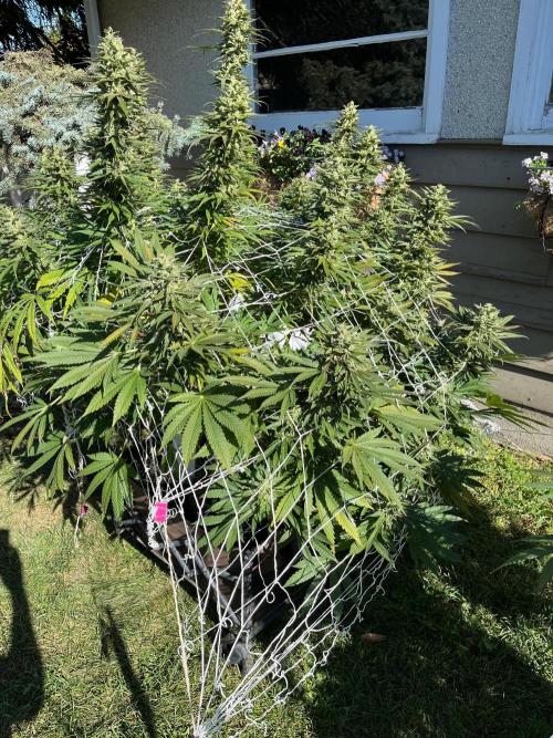 Amnesia Haze Go Fast. Week 21
