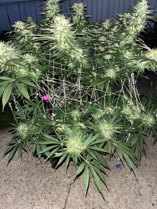 26 The Godfather. Week 21 - Sep 19 Day 141