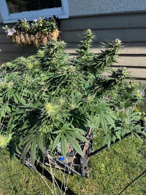 26 The Godfather. Week 21 - Sep 20 Day 142