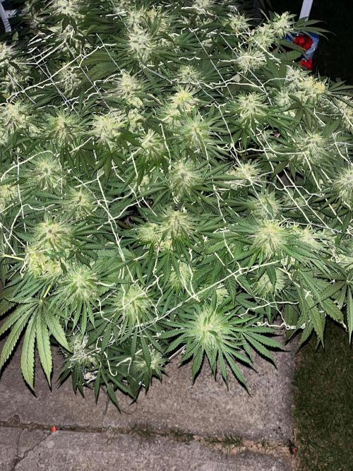 26 Gorilla Cookies Fast. Week 21 - Sep 19 Day 141