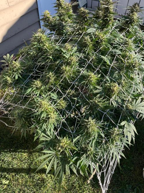 26 Gorilla Cookies Fast. Week 21 - Sep 20 Day 142