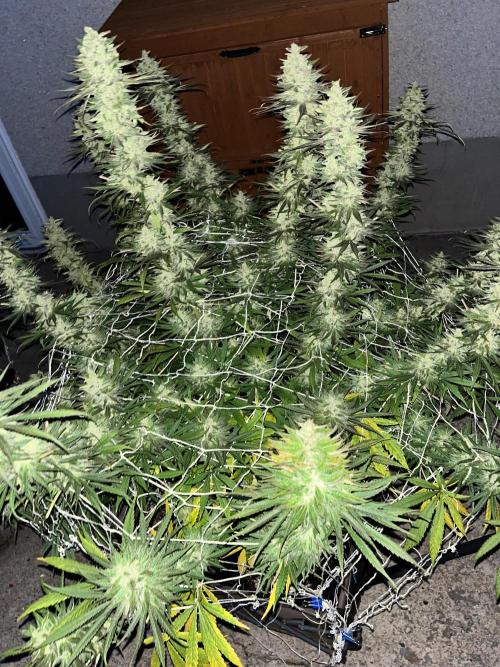 26 Purple Ghost Candy. Week 21 - Sep 21 Day 143