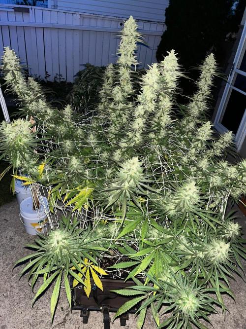 26 Purple Ghost Candy. Week 21 - Sep 21 Day 143