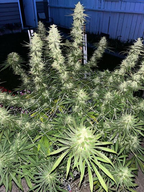 26 Purple Ghost Candy. Week 21 - Sep 21 Day 143