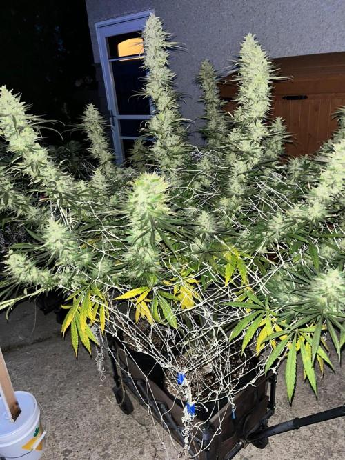 26 Purple Ghost Candy. Week 21 - Sep 21 Day 143