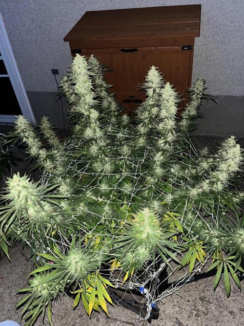 Purple Ghost Candy. Week 21