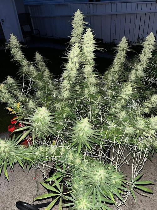 Purple Ghost Candy. Week 21