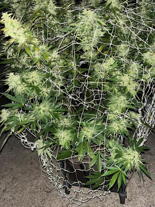Amnesia Haze Go Fast. Week 21