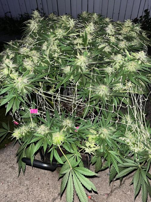 Godfather OG. Week 21