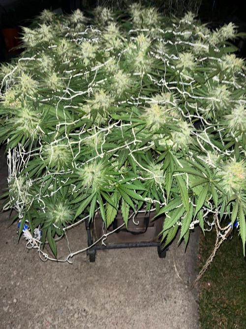 Gorilla Cookies FF. Week 21