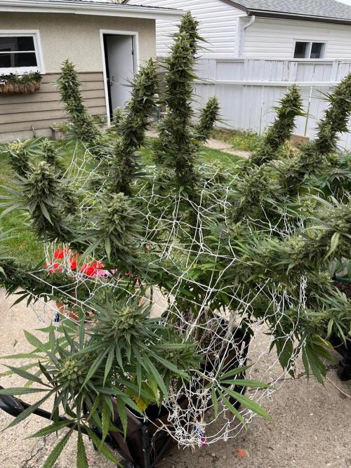 26 Purple Ghost Candy. Week 21 - Sep 25 Day 147