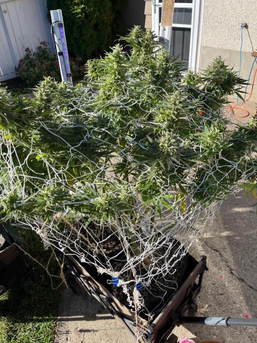 26 Purple Ghost Candy. Week 22 - Sep 27 Day 149