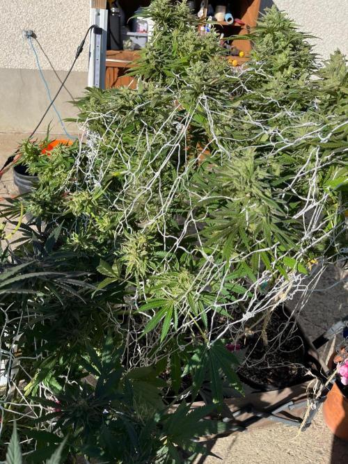 26 Amnesia Haze Fast. Week 22 - Sep 27 Day 149