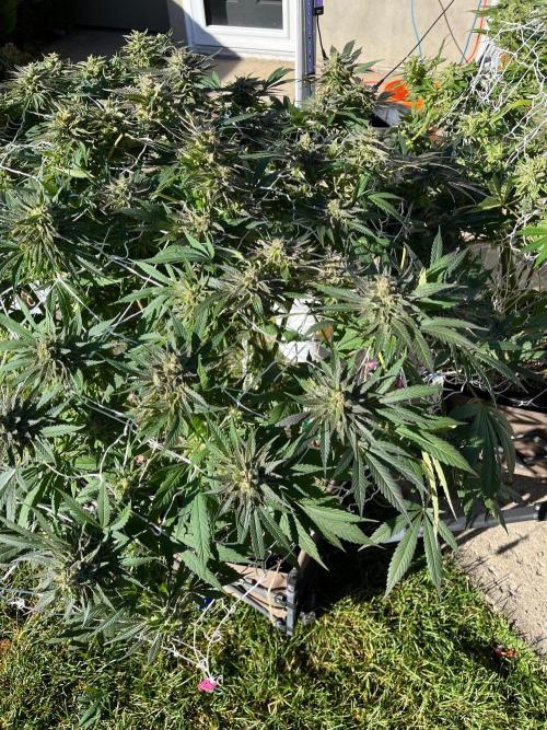 Gorilla Cookies FF. Week 22