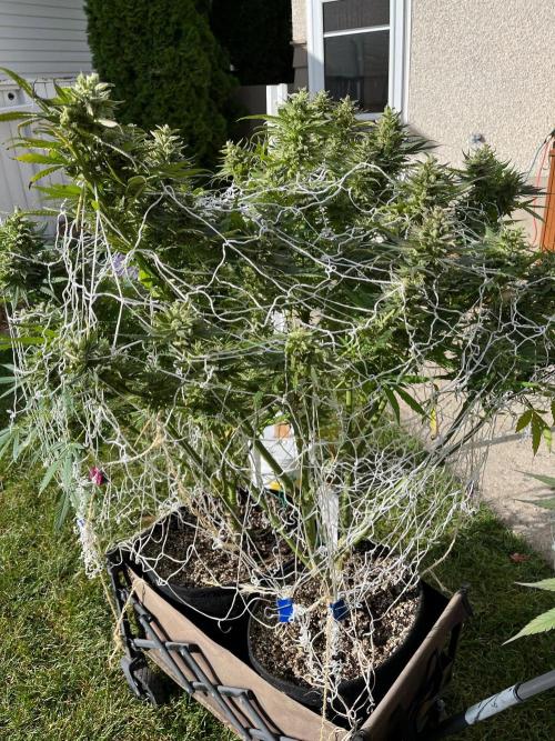 26 Purple Ghost Candy. Week 22 - Sep 28 Day 150
