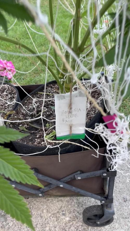 26 Amnesia Haze Fast