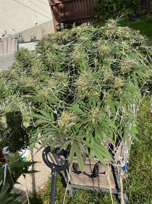 26 Gorilla Cookies Fast. Week 22 - Sep 28 Day 149