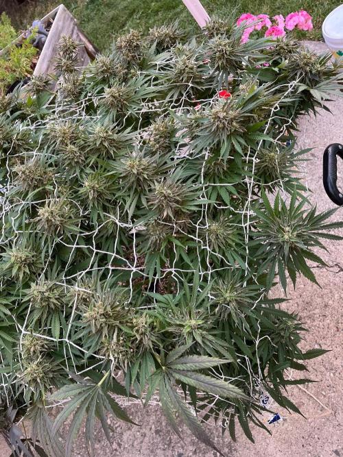 Gorilla Cookies FF. Week 22