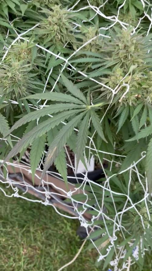26 Gorilla Cookies Fast