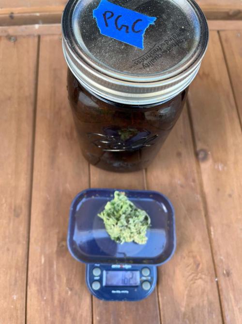 26 Purple Ghost Candy. Week 22 - 1.6 g bud