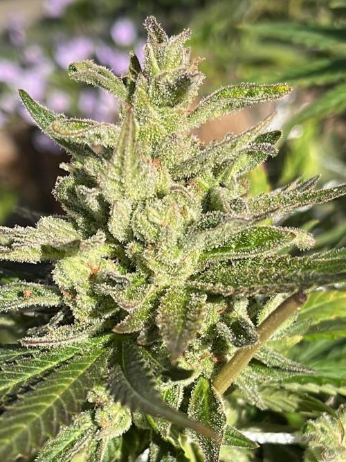 Purple Ghost Candy. Week 22