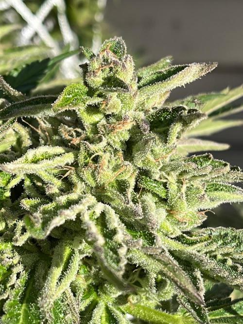 Amnesia Haze Go Fast. Week 22